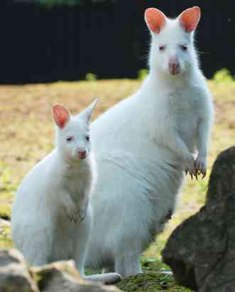 Albinismo: O branco que a natureza merece ap wallaby 080411 ssv | Animais | animais, bichos, bizarro, cachorro, curioso, mutante, peixe