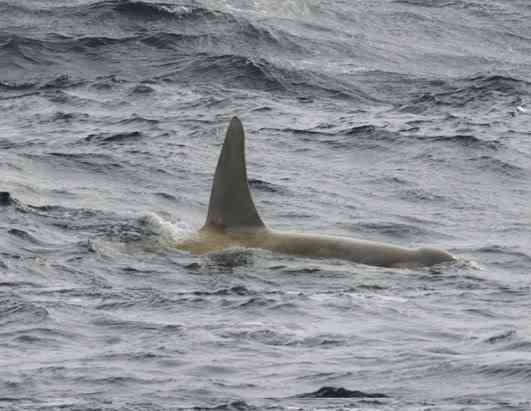 Albinismo: O branco que a natureza merece ap whale 080411 ssh | Animais | animais, bichos, bizarro, cachorro, curioso, mutante, peixe