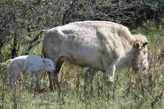Albinismo: O branco que a natureza merece bisonbabyweb | Animais | animais, bichos, bizarro, cachorro, curioso, mutante, peixe
