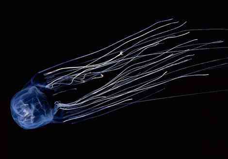 Criaturas inacreditáveis do fundo do mar - parte 2 box jellyfish 22916 ga | Animais | animais, bichos, bizarro, criaturas, curioso, estranho, incrível, peixe, peixes