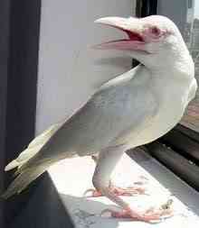 Albinismo: O branco que a natureza merece crow | Animais | animais, bichos, bizarro, cachorro, curioso, mutante, peixe