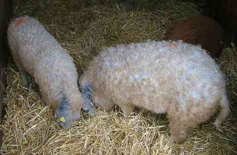 Porco ovelha? curlycoatedpig01ck5 | Animais | animais, bicho, bichos, bizarro, curioso, estranho