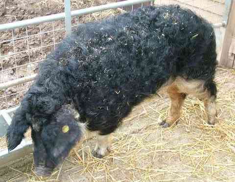 Porco ovelha? curlycoatedpig04oq7 | Animais | animais, bicho, bichos, bizarro, curioso, estranho