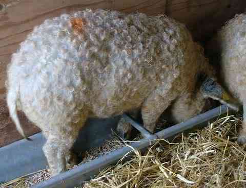 Porco ovelha? curlycoatedpig08ks9 | Animais | animais, bicho, bichos, bizarro, curioso, estranho