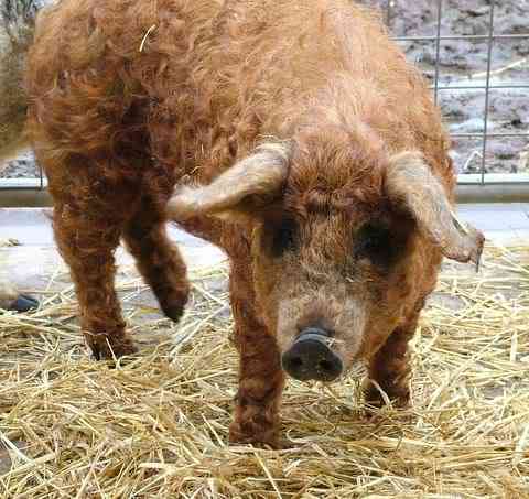 Porco ovelha? curlycoatedpig09pl0 | Animais | animais, bicho, bichos, bizarro, curioso, estranho