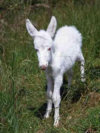 Albinismo: O branco que a natureza merece donkey | Animais | animais, bichos, bizarro, cachorro, curioso, mutante, peixe
