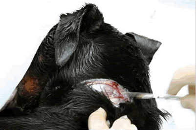Artista costura pedaços de cachorro assassinado no próprio corpo fantasia 01 | Arte | animais, Arte, bichos, bizarro, cachorro, horrível, maluco, morte, nojento, sinistro, violência