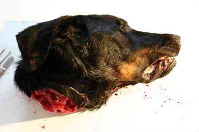 Artista costura pedaços de cachorro assassinado no próprio corpo fantasia 02 | Arte | animais, Arte, bichos, bizarro, cachorro, horrível, maluco, morte, nojento, sinistro, violência