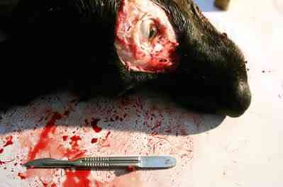 Artista costura pedaços de cachorro assassinado no próprio corpo fantasia 03 | Arte | animais, Arte, bichos, bizarro, cachorro, horrível, maluco, morte, nojento, sinistro, violência