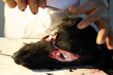 Artista costura pedaços de cachorro assassinado no próprio corpo fantasia 04 | Arte | animais, Arte, bichos, bizarro, cachorro, horrível, maluco, morte, nojento, sinistro, violência
