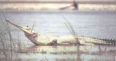 Albinismo: O branco que a natureza merece gharial albino | Animais | animais, bichos, bizarro, cachorro, curioso, mutante, peixe