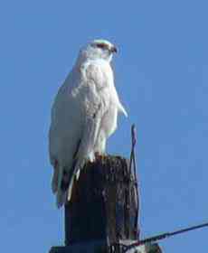 Albinismo: O branco que a natureza merece hawk white 769275 | Animais | animais, bichos, bizarro, cachorro, curioso, mutante, peixe