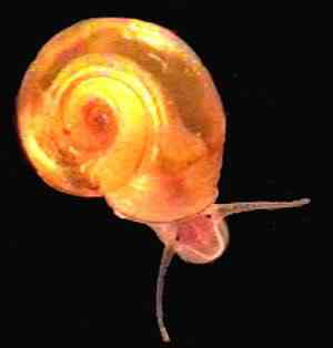 Albinismo: O branco que a natureza merece helisoma trivolvis | Animais | animais, bichos, bizarro, cachorro, curioso, mutante, peixe