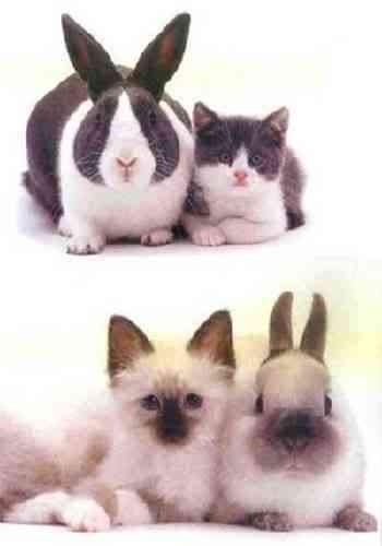 Coelhos miméticos identitytheftortwins03yf3 | Animais | animais, bichos, cachorro, coelho, curioso, gato, incrível
