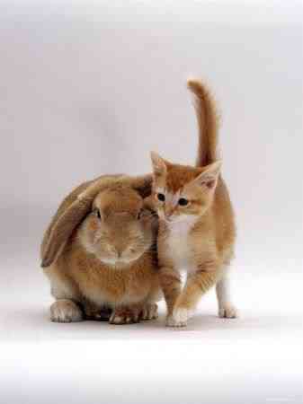 Coelhos miméticos identitytheftortwins05zt7 | Animais | animais, bichos, cachorro, coelho, curioso, gato, incrível