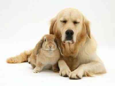 Coelhos miméticos identitytheftortwins06wd9 1 | Animais | animais, bichos, cachorro, coelho, curioso, gato, incrível