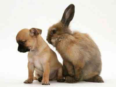 Coelhos miméticos identitytheftortwins08ik5 | Animais | animais, bichos, cachorro, coelho, curioso, gato, incrível