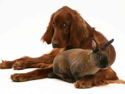 Coelhos miméticos identitytheftortwins09ot5 | Animais | animais, bichos, cachorro, coelho, curioso, gato, incrível