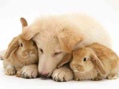 Coelhos miméticos identitytheftortwins10jq4 | Animais | animais, bichos, cachorro, coelho, curioso, gato, incrível