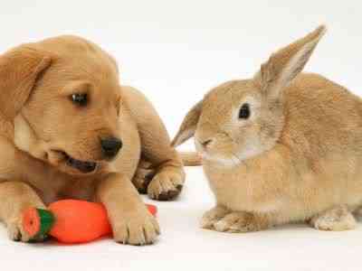 Coelhos miméticos identitytheftortwins11gh1 | Animais | animais, bichos, cachorro, coelho, curioso, gato, incrível