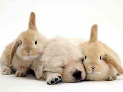 Coelhos miméticos | Animais | animais, bichos, cachorro, coelho, curioso, gato, incrível