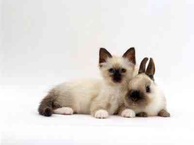 Coelhos miméticos identitytheftortwins13on5 | Animais | animais, bichos, cachorro, coelho, curioso, gato, incrível