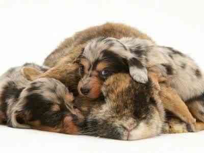 Coelhos miméticos identitytheftortwins14gj2 | Animais | animais, bichos, cachorro, coelho, curioso, gato, incrível