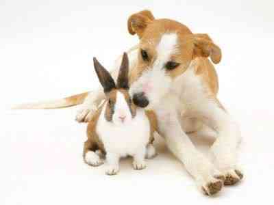 Coelhos miméticos | Animais | animais, bichos, cachorro, coelho, curioso, gato, incrível