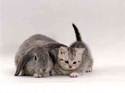 Coelhos miméticos identitytheftortwins16vo7 | Animais | animais, bichos, cachorro, coelho, curioso, gato, incrível