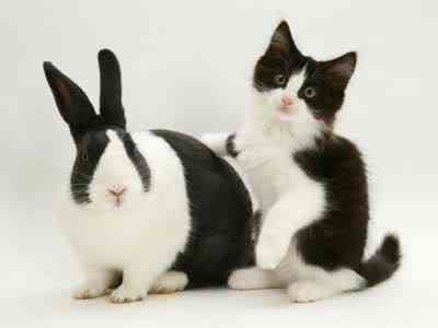 Coelhos miméticos identitytheftortwins17zf6 | Animais | animais, bichos, cachorro, coelho, curioso, gato, incrível