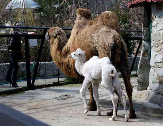 Albinismo: O branco que a natureza merece ld camel 080411 ssh | Animais | animais, bichos, bizarro, cachorro, curioso, mutante, peixe