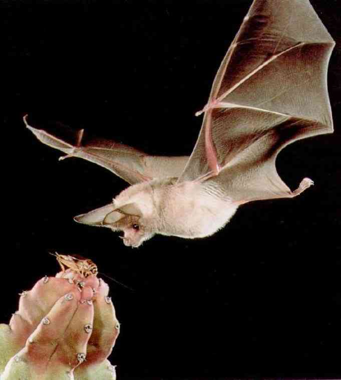 Albinismo: O branco que a natureza merece leafnose | Animais | animais, bichos, bizarro, cachorro, curioso, mutante, peixe