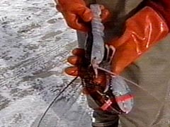 Albinismo: O branco que a natureza merece lobster twotone021205 | Animais | animais, bichos, bizarro, cachorro, curioso, mutante, peixe