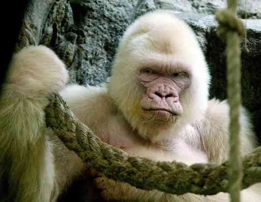 Albinismo: O branco que a natureza merece nm gorilla 080411 ssh | Animais | animais, bichos, bizarro, cachorro, curioso, mutante, peixe