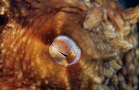 Criaturas inacreditáveis do fundo do mar - parte 2 pacific octopus eye 387051 ga | Animais | animais, bichos, bizarro, criaturas, curioso, estranho, incrível, peixe, peixes