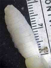 Albinismo: O branco que a natureza merece palouse worm | Animais | animais, bichos, bizarro, cachorro, curioso, mutante, peixe
