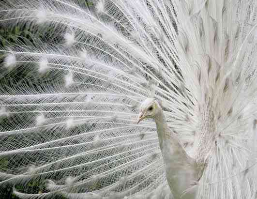 Albinismo: O branco que a natureza merece rt peacock 080411 ssh | Animais | animais, bichos, bizarro, cachorro, curioso, mutante, peixe