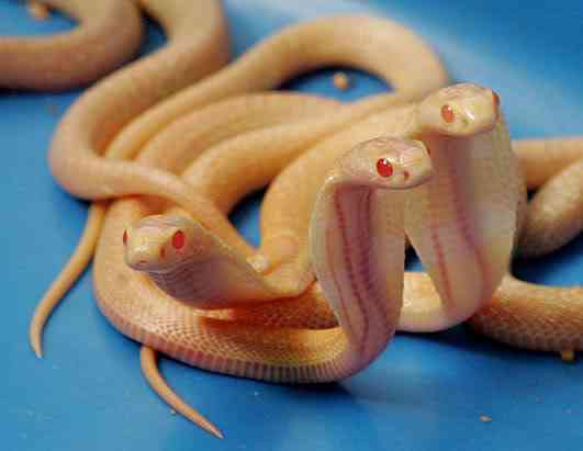 Albinismo: O branco que a natureza merece rt snakes 080411 ssh | Animais | animais, bichos, bizarro, cachorro, curioso, mutante, peixe