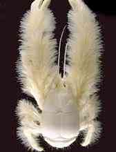 Albinismo: O branco que a natureza merece storylobster | Animais | animais, bichos, bizarro, cachorro, curioso, mutante, peixe