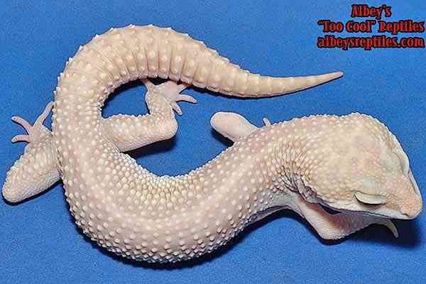 Albinismo: O branco que a natureza merece tralbss07 8 | Animais | animais, bichos, bizarro, cachorro, curioso, mutante, peixe