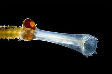 Criaturas inacreditáveis do fundo do mar - parte 2 translucent bristleworm arndt 11514 | Animais | animais, bichos, bizarro, criaturas, curioso, estranho, incrível, peixe, peixes