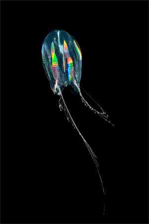 Criaturas inacreditáveis do fundo do mar - parte 2 translucent comb jelly arndt 115141 | Animais | animais, bichos, bizarro, criaturas, curioso, estranho, incrível, peixe, peixes