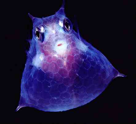 Criaturas inacreditáveis do fundo do mar - parte 2 translucent cowfish | Animais | animais, bichos, bizarro, criaturas, curioso, estranho, incrível, peixe, peixes
