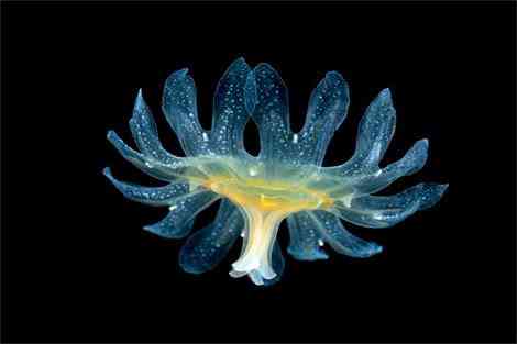 Criaturas inacreditáveis do fundo do mar - parte 2 translucent jelly larva arndt 11514 | Animais | animais, bichos, bizarro, criaturas, curioso, estranho, incrível, peixe, peixes