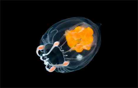 Criaturas inacreditáveis do fundo do mar - parte 2 translucent jellyfish arndt 1151407 | Animais | animais, bichos, bizarro, criaturas, curioso, estranho, incrível, peixe, peixes