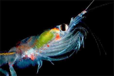Criaturas inacreditáveis do fundo do mar - parte 2 translucent krill arndt 1151426 ga | Animais | animais, bichos, bizarro, criaturas, curioso, estranho, incrível, peixe, peixes