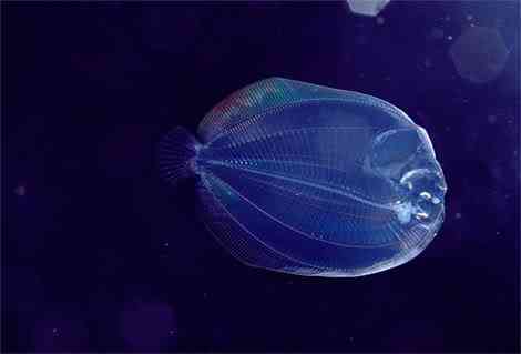 Criaturas inacreditáveis do fundo do mar - parte 2 translucent larval flounder newbert | Animais | animais, bichos, bizarro, criaturas, curioso, estranho, incrível, peixe, peixes