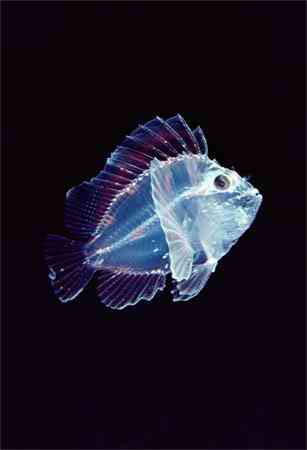 Criaturas inacreditáveis do fundo do mar - parte 2 translucent leaf scorpionfish newbe | Animais | animais, bichos, bizarro, criaturas, curioso, estranho, incrível, peixe, peixes