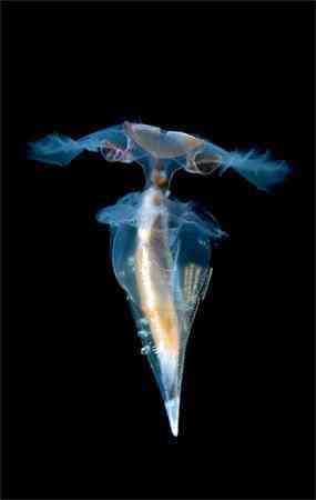 Criaturas inacreditáveis do fundo do mar - parte 2 translucent sea butterfly | Animais | animais, bichos, bizarro, criaturas, curioso, estranho, incrível, peixe, peixes