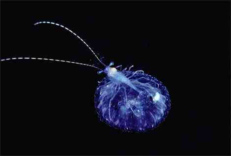Criaturas inacreditáveis do fundo do mar - parte 2 translucent shrimp newbert 1145419 | Animais | animais, bichos, bizarro, criaturas, curioso, estranho, incrível, peixe, peixes